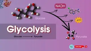 Glycolysis || Glycolysis cycle | Glycolysis class 11