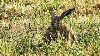 Zaķa rīta cēliens - Заяц утром - Hare in the morning