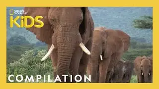 Animal Showdown 🐻🐊🦅 | 25 Minutes | Nat Geo Kids Compilation | 