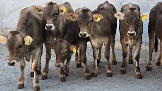 🔥 Hammaga Raxmat Buzoqlar Sotilib Ketdi 🔥 ULUG'BEK Akani FERMASI