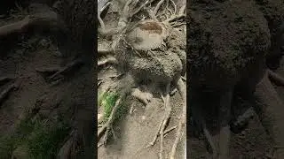 Большой Спрут.