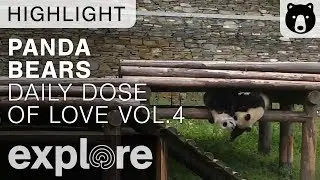 Daily Dose of Cute Panda Love Volume 4 - Live Cam Highlights