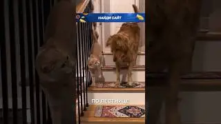 Самый недовольный котик 😂❤️ 