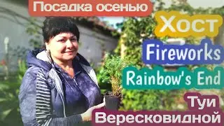 Посадка осенью Туи Вересковидной, хост Fireworks и Rainbow's End!