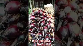 ПАЛЬМОВА ШИШКА ДЛЯ ОЛІЇ