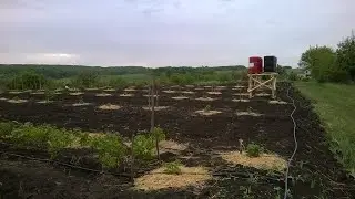 Комбинированный сад грецкого ореха. Горький опыт.