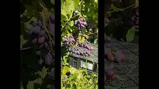 Зреет виноград - Каталония и Лазоревый #shorts