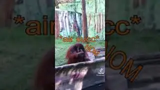 Broda pass me da banan | TikTok Meme 