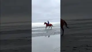 Cantering A Horse Bridleless On The Beach #freeriding #bridleless