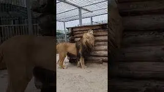 ❤️Лев Тигран: "Любуйтесь на меня" #animals #левтигран #lions #животные