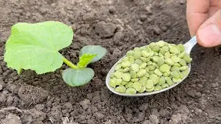 Never Plant Cucumbers Without It! Throw It in the Hole When Planting Cucumbers in the Soil!