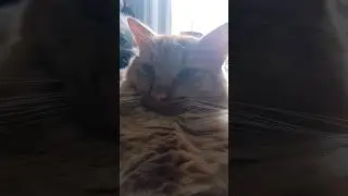 feline 😻 #cat #shorts #video #short