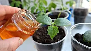 Рассада огурцов крепкая и низенькая. Будете огурцы собирать ведрами! Полейте этим рассаду огурцов!