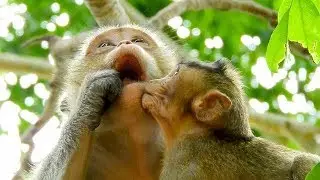 Sweetie baby monkey Lola kisses lull mom Leyla