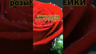 РОЗЫ ЦВЕТУТ ПЫШНО если делать это (простой способ)