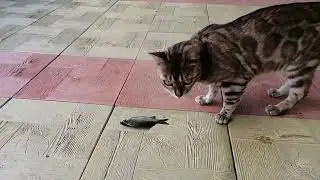 Люся Рыболов