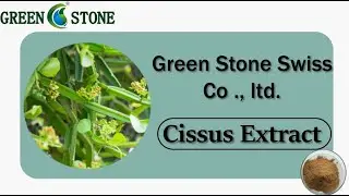 Manufacturer of Cissus Quadrangularis Extract/Cissus Extract 10:1 for bone health and weight loss.