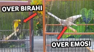 PERBEDAAN OVER BIRAHI & OVER EMOSI KENARI | CARA PENANGANANNYA