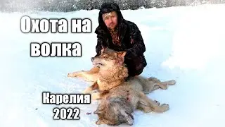 ОХОТА НА ВОЛКА 2022. ВОЛКИ ЕДЯТ СОБАК. КАРЕЛИЯ #охотанаволка2022