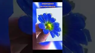 Сахарная ромашка 