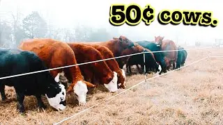 MY 50¢ COWS | Overwintering Beef Cattle Without Hay | Ranching for Profit Small Scale Custom Grazing