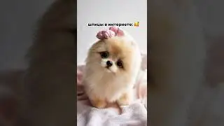 Шпицы не те, кем кажутся. Не верьте им 