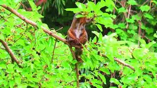 Which Fruit are these Squirrels Feeding in Humber Arboretum Toronto Canada