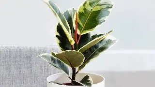 FICUS ELASTICA PROPAGATION | Air Layering