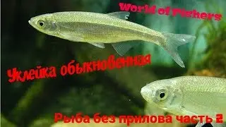 8)World of Fishers 