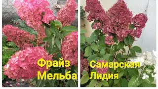 Сравнение гортензий Самарская Лидия и Фрайз Мельба. Завершение сезона!!!