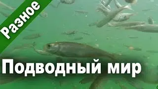 Подводный мир озера. Когда не клюет... Подводные съемки.