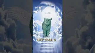 RIP CALA 🕊️ (I Go Meow Cat)