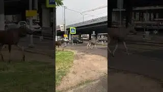 Лоси гуляют по Балашихе