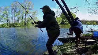 Клюёт одновременно на три удочки. Ловля КАРПА на поплавок и фидер.