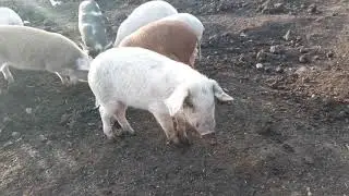 🐖Мама белая,папа белый,а Флойдиха рыжая и пятак чёрный🐖