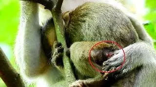 Sadness when see poor Miranda painful by big wound/Who understand Mom, Halo 's feeling this time
