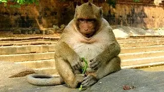 Much pity poor one monkey hurt leg in Amari, Sweetpea walk & walk coz Amber troops
