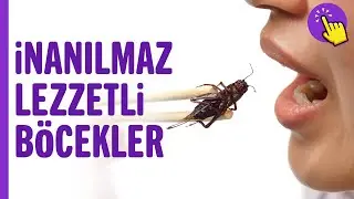 Dünyanın En Lezzetli 6 Böcek Türü | Hayvanlar Alemi | Aklında Olsun | Hayvan Videoları