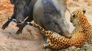 Wild Boar Warthog vs Leopard Lion Crocodile and Cheetah