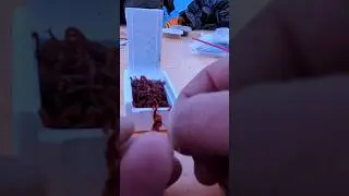 Как правильно насадить мотыля на крючок!Лучшая насадка зимой...
