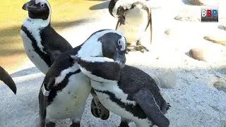 **CUTE** African Penguins / Brillenpinguine Wilhelma Stuttgart, Germany, 2018.