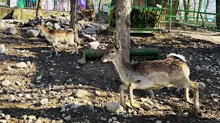 Fallow Deer Calves Frolic in the Zoo in Kazakhstan