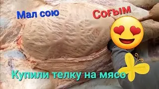 Мал сою.Соғым.Телка на мясо Забой.