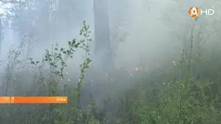 В лесах Мурманской области введены ограничения пребывания граждан и въезда в них транспорта