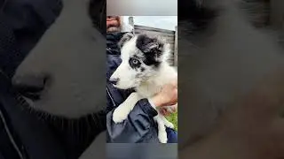 цуценята бордер Kisses of Angel border collies