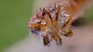 The terrible carnivorous caterpillar is catching insects!