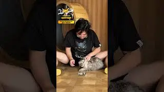 😺 Кошачий маникюр – забота или стресс? 
