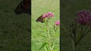 #shortsvideo #nature #canada #canadiangardening