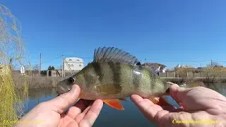 Спиннинг FISHING JEHAD отлично ловит окуня.