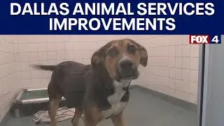 Dallas Animal Services move closer to no-kill status